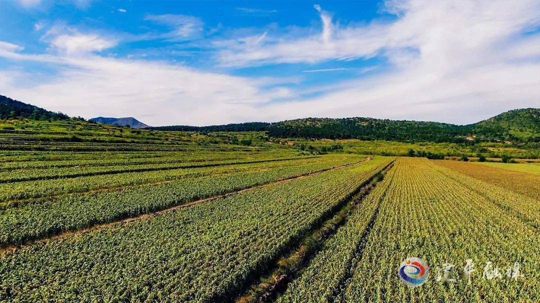 乡村振兴新动能，乡村产业持续谱写着高质量发展新篇章