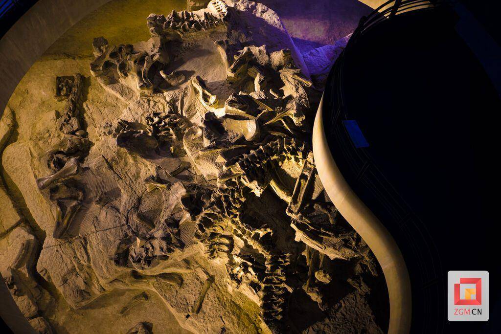 沉睡亿年的秘境惊现！四川古蔺揭开史前生命密码