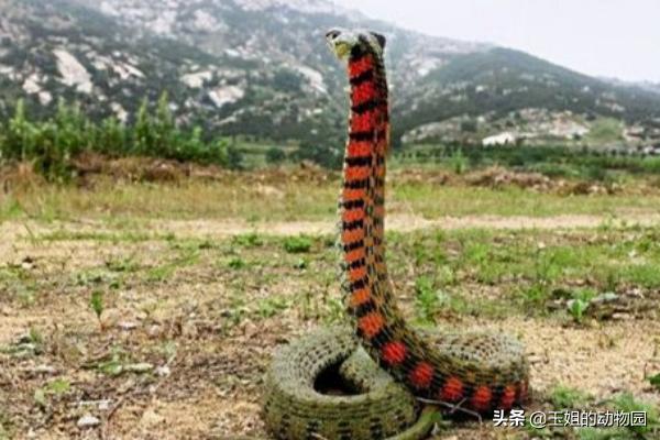 山西狗咬人引发的血案背后，农村治理困境与法律边界之思