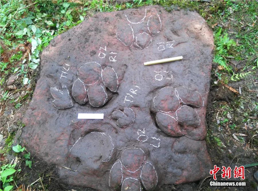 沉睡亿年的秘境惊现!四川古蔺揭开史前生命密码 沉睡亿年的秘境惊现!四川古蔺揭开史前生命密码