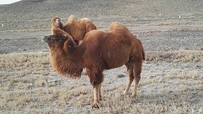雄狮踏鼓震山河—全运会舞狮表演炸鬼子碉堡背后的文化密码 雄狮踏鼓震山河—全运会舞狮表演炸鬼子碉堡背后的文化密码