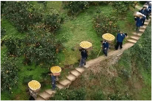 航拍镜头下的荒诞剧，万人涌入农田偷甘蔗背后的社会隐喻