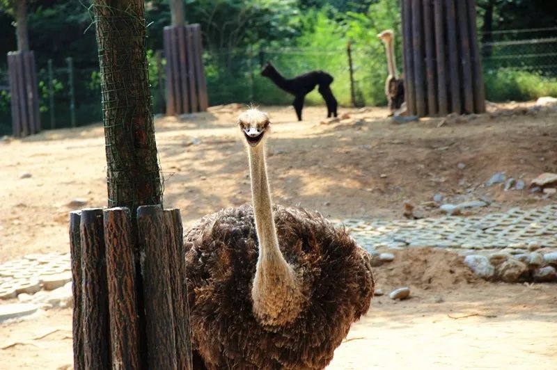 好奇还是恶作剧？动物园鸵鸟翻垃圾桶事件背后的动物行为密码
