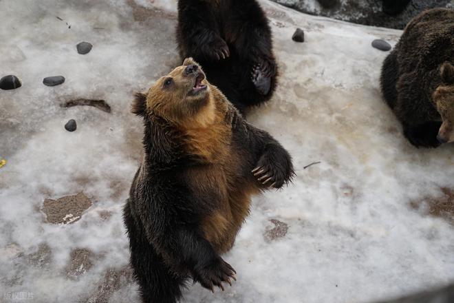 日本熊灾致人死亡，历史罕见的高发态势与生态警钟