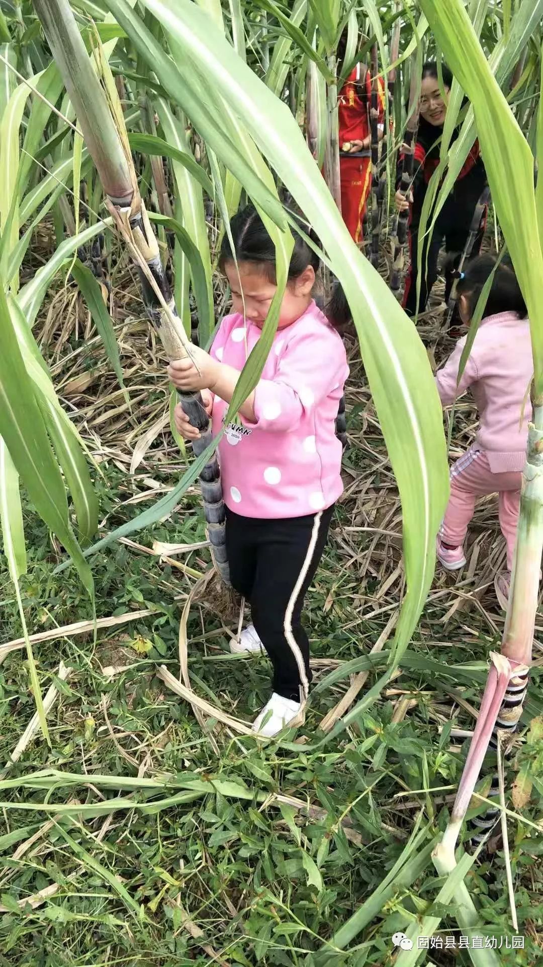 甜蜜冒险，解码商家为何扎堆推出偷甘蔗真人互动游戏