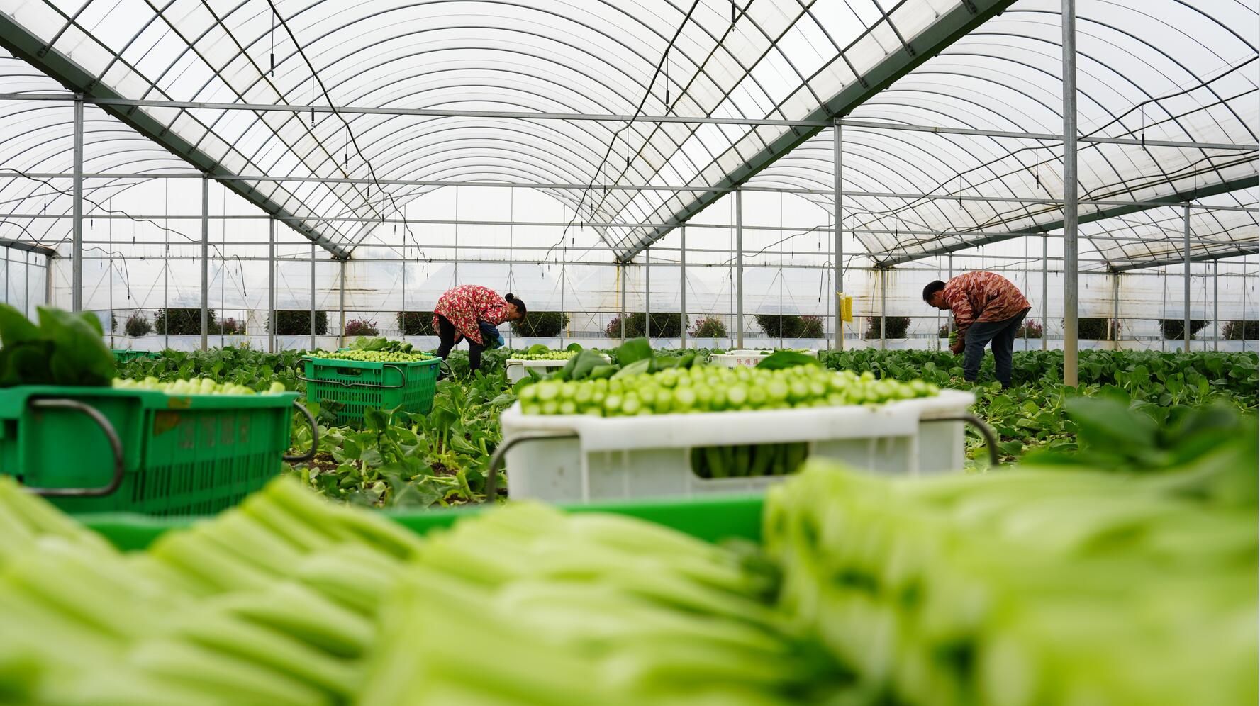 乡村振兴新动能，乡村产业持续谱写着高质量发展新篇章