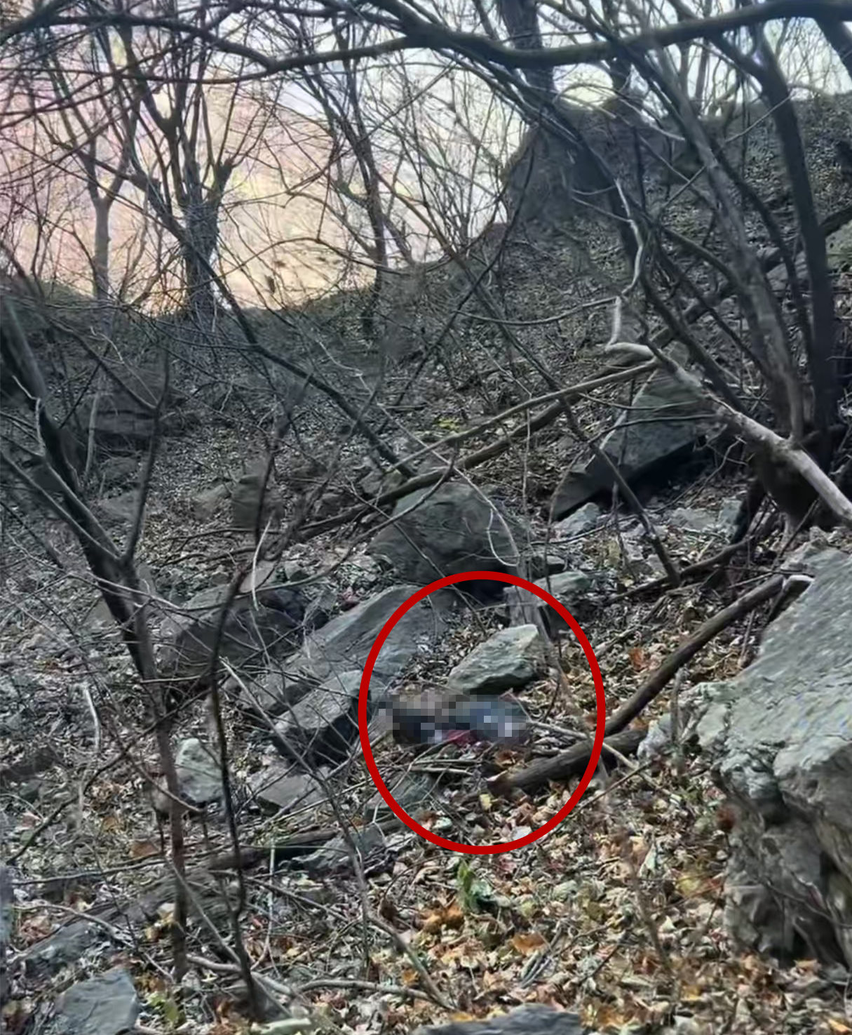 南太行失联43天徒步者遗体找到,荒野求生背后的生死救援 南太行失联43天徒步者遗体找到,荒野求生背后的生死救援