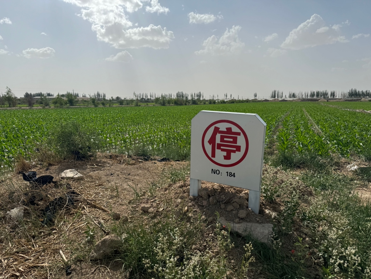 航拍镜头下的荒诞剧，万人涌入农田偷甘蔗背后的社会隐喻