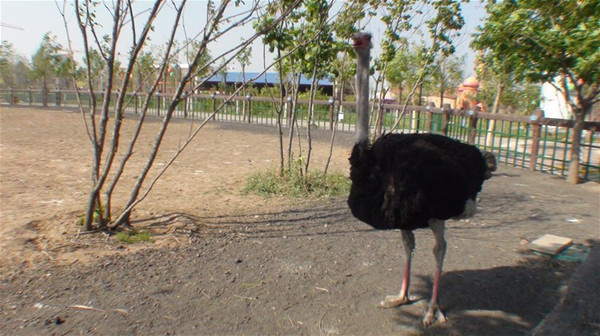好奇还是恶作剧?动物园鸵鸟翻垃圾桶事件背后的动物行为密码 好奇还是恶作剧?动物园鸵鸟翻垃圾桶事件背后的动物行为密码