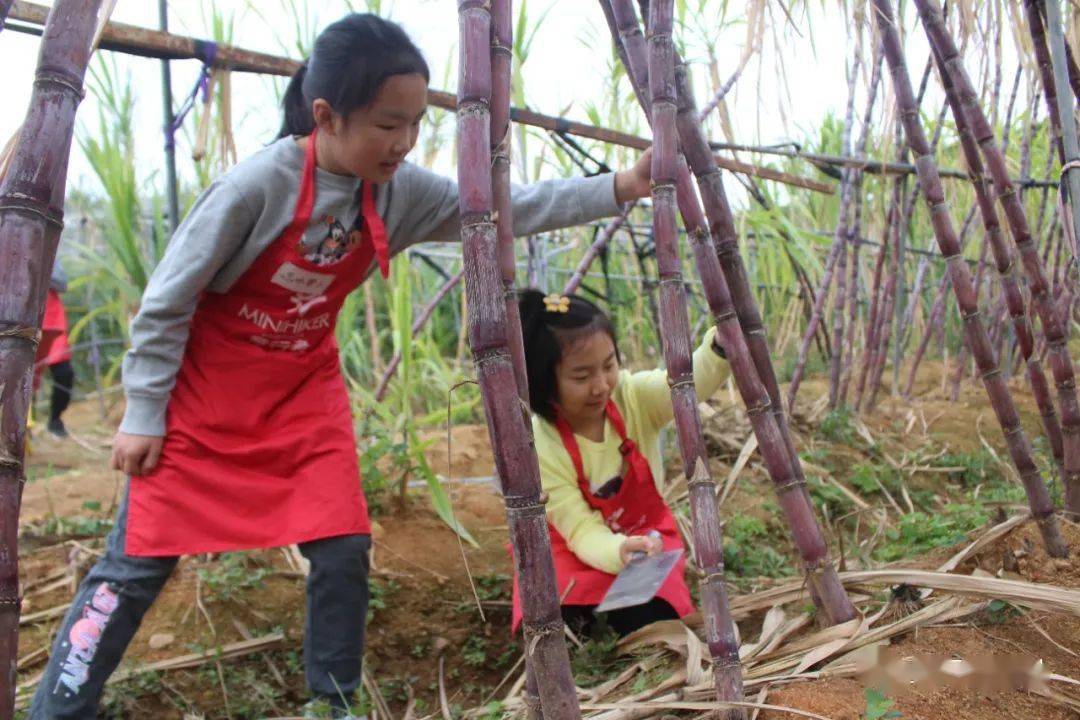 甜蜜冒险,解码商家为何扎堆推出偷甘蔗真人互动游戏 甜蜜冒险,解码商家为何扎堆推出偷甘蔗真人互动游戏
