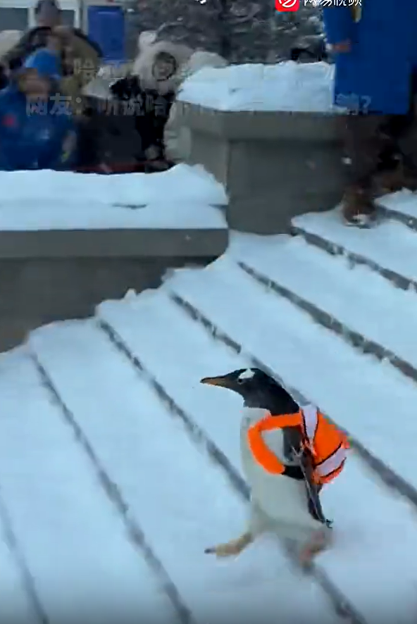 哈尔滨一小区内惊现遛企鹅奇观，城市生活的新奇一幕