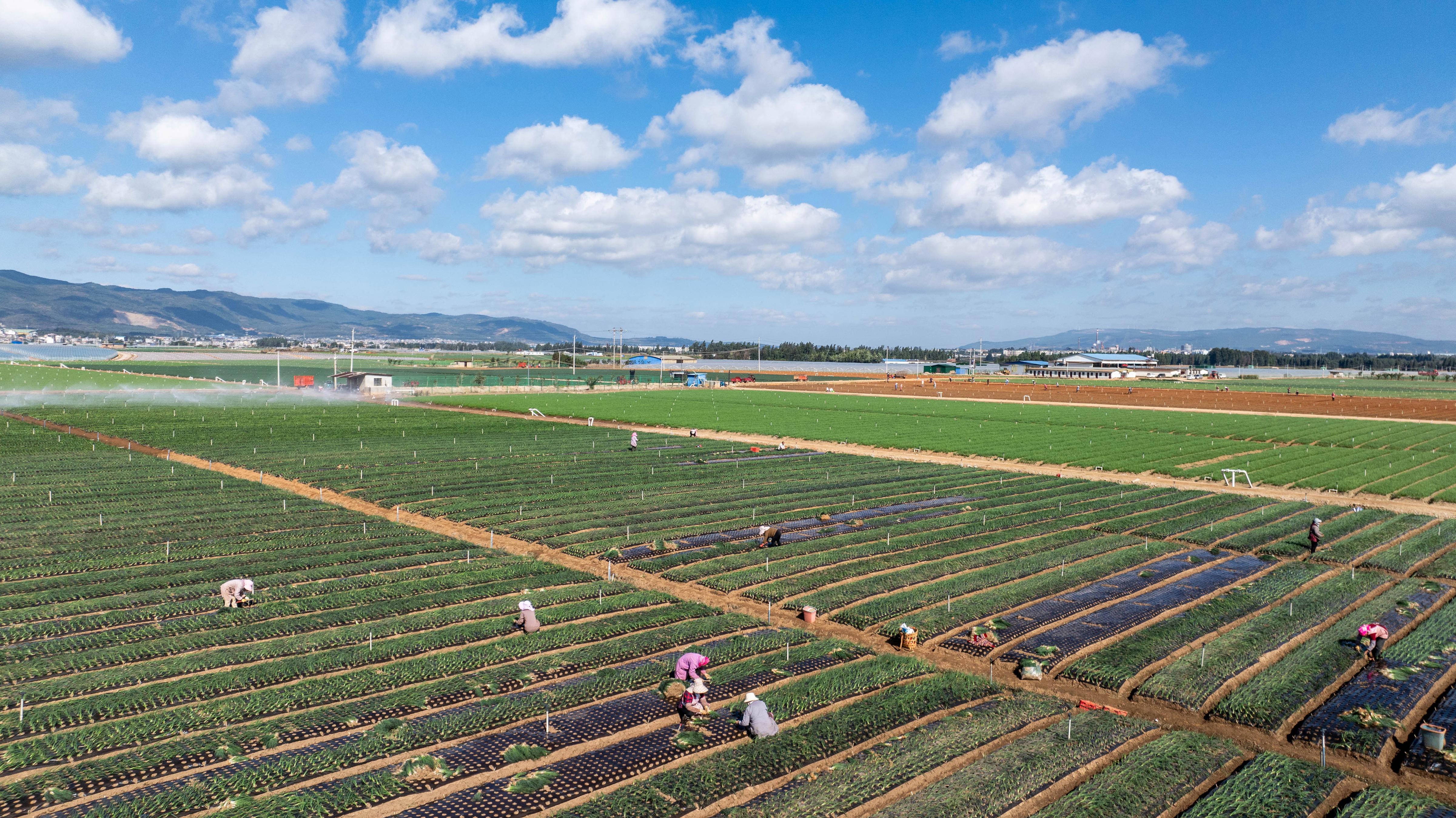 乡村振兴新动能，乡村产业持续谱写着高质量发展新篇章