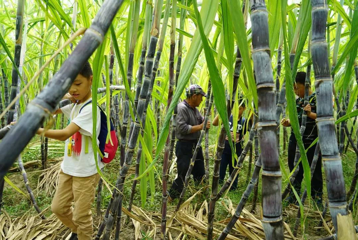 甜蜜冒险,解码商家为何扎堆推出偷甘蔗真人互动游戏 甜蜜冒险,解码商家为何扎堆推出偷甘蔗真人互动游戏