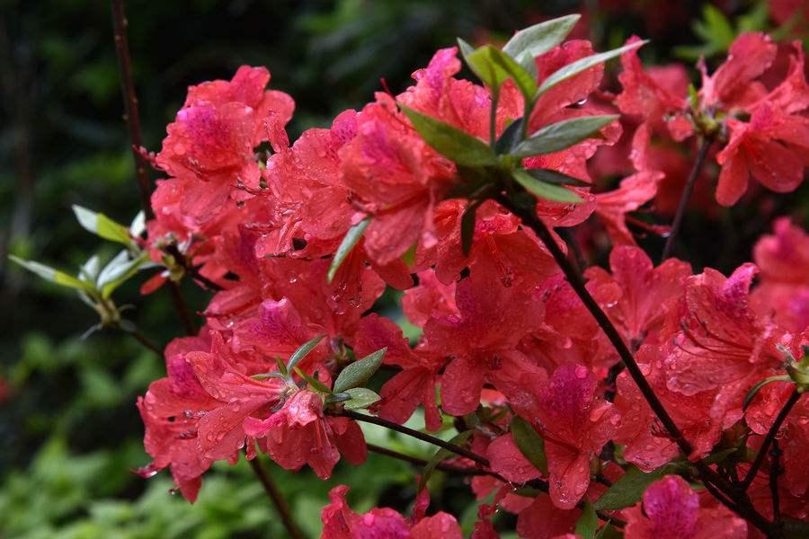 破晓时刻！何诗蓓全运会100米自由泳夺冠，从东京到全运的破茧之路