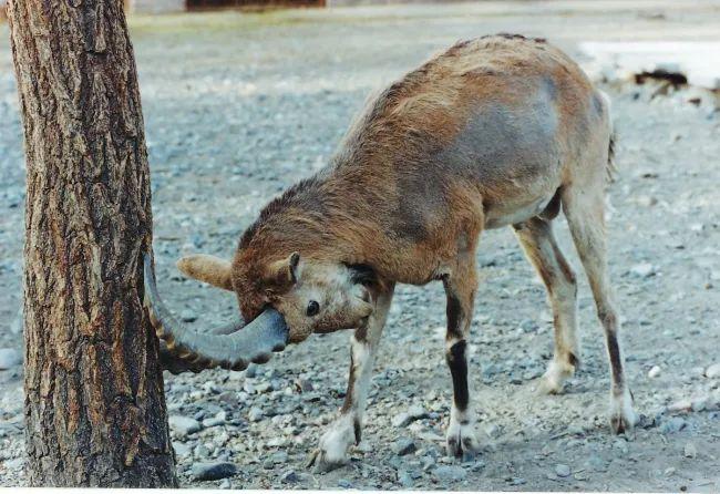 雪域守护者,新疆民警记录雪豹狩猎北山羊的生态使命 雪域守护者,新疆民警记录雪豹狩猎北山羊的生态使命