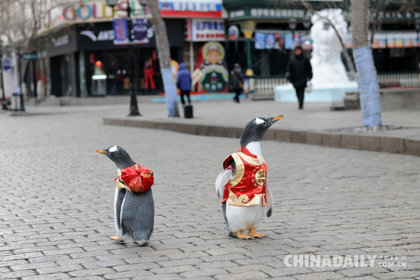 哈尔滨一小区内惊现遛企鹅奇观，城市生活的新奇一幕