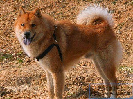 犬患之殇,一场撕咬事件背后的法律困局与人性反思 犬患之殇,一场撕咬事件背后的法律困局与人性反思