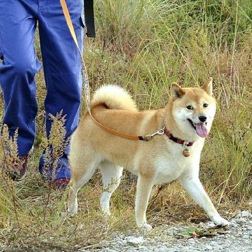 永恒的银幕之光，仲代达矢离世，日本影坛失去国宝级演员