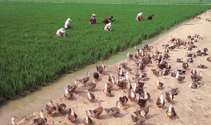 鸭稻共生，水乡的生态智慧与农业革命