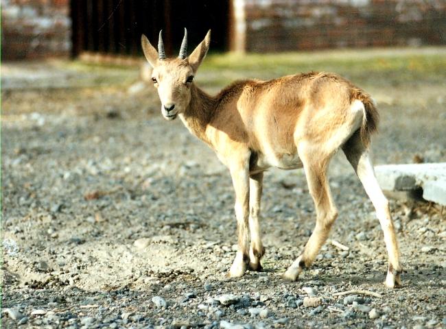 雪域守护者，新疆民警记录雪豹狩猎北山羊的生态使命