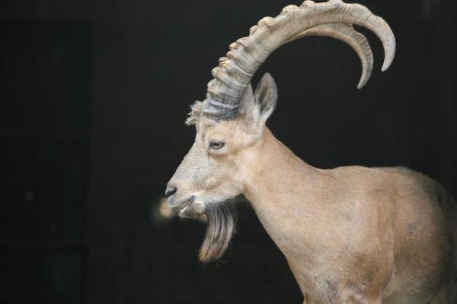 雪域守护者,新疆民警记录雪豹狩猎北山羊的生态使命 雪域守护者,新疆民警记录雪豹狩猎北山羊的生态使命