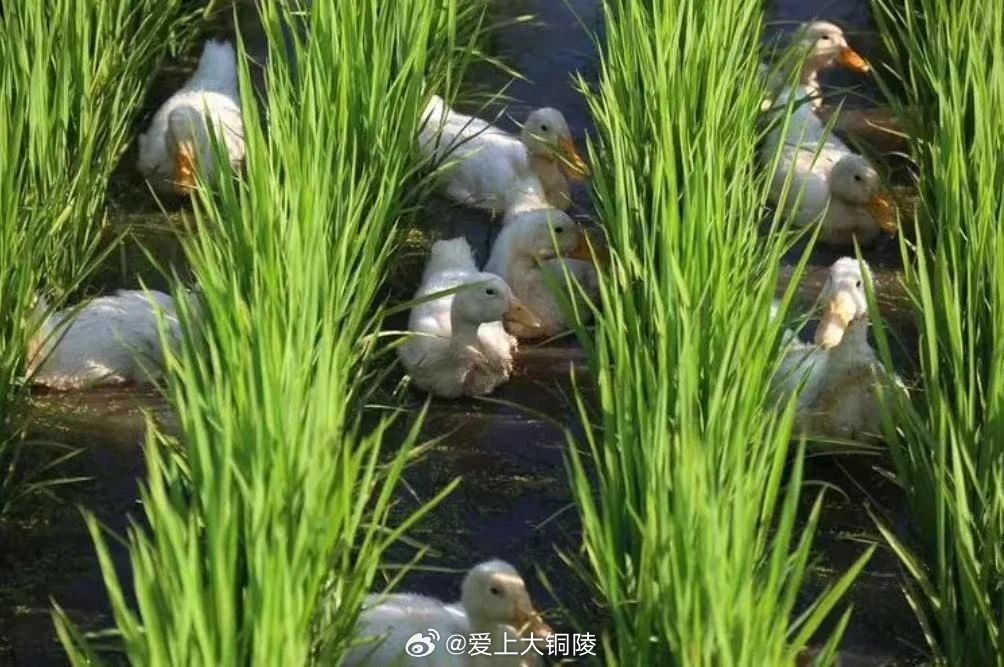 鸭稻共生，水乡的生态智慧与农业革命