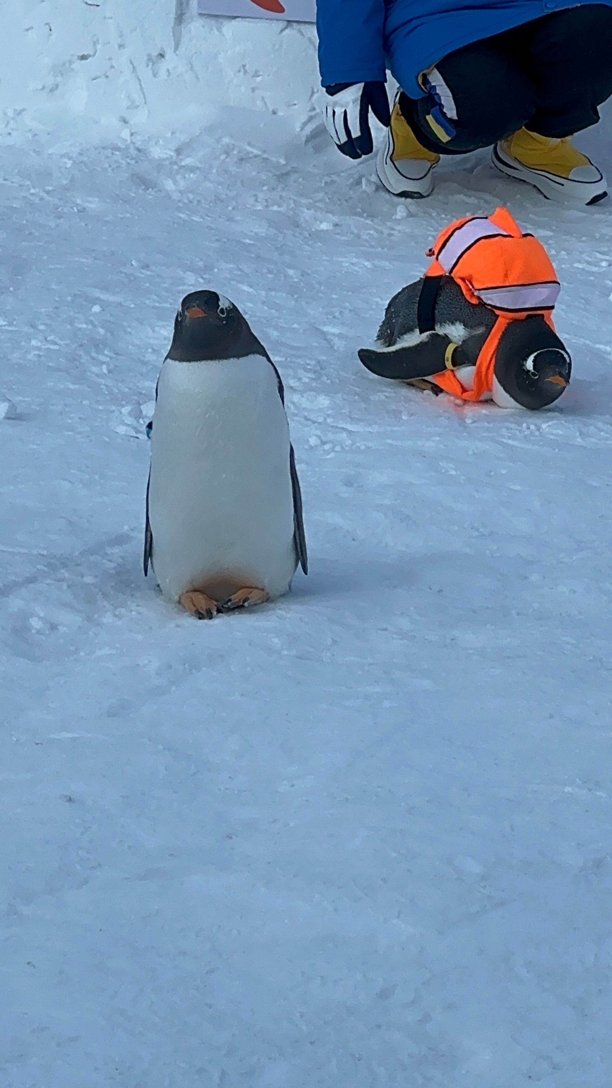 哈尔滨一小区内惊现遛企鹅奇观，城市生活的新奇一幕