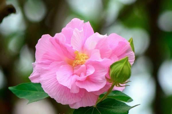 白发染丹青，云南大理92岁白族奶奶用画笔征服世界