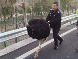 好奇还是恶作剧?动物园鸵鸟翻垃圾桶事件背后的动物行为密码 好奇还是恶作剧?动物园鸵鸟翻垃圾桶事件背后的动物行为密码