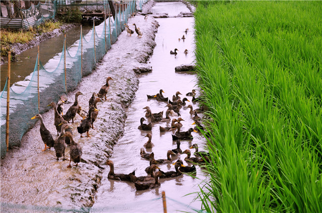 鸭稻共生，水乡的生态智慧与农业革命