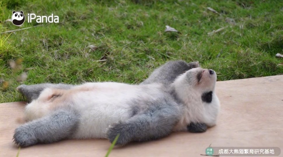 黑白团子们的春日野餐,熊猫宝宝们的躺平哲学 黑白团子们的春日野餐,熊猫宝宝们的躺平哲学