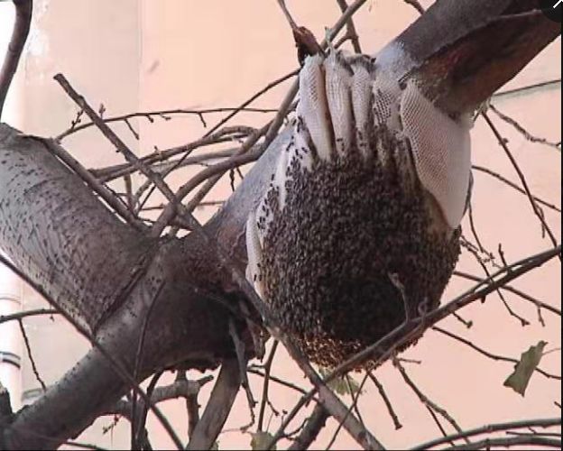 高压水枪下的银杏叶，城市清洁与生态保护的博弈