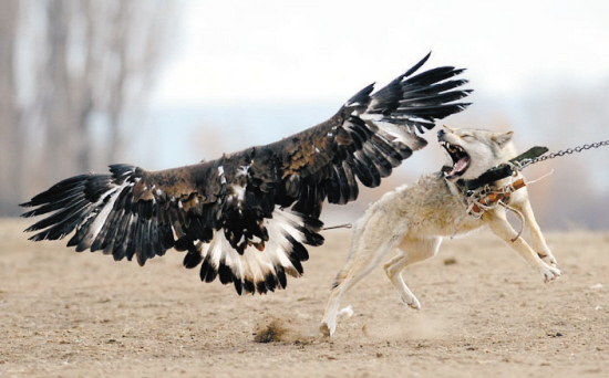 鹰犬之舞，解构日本军机滋扰背后的战略逻辑