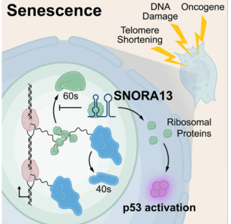 天冷长胖的真相，科学揭秘背后的生理机制与生存智慧