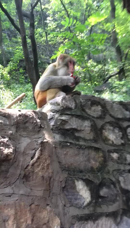 猴子的表演,一场精心策划的劫掠