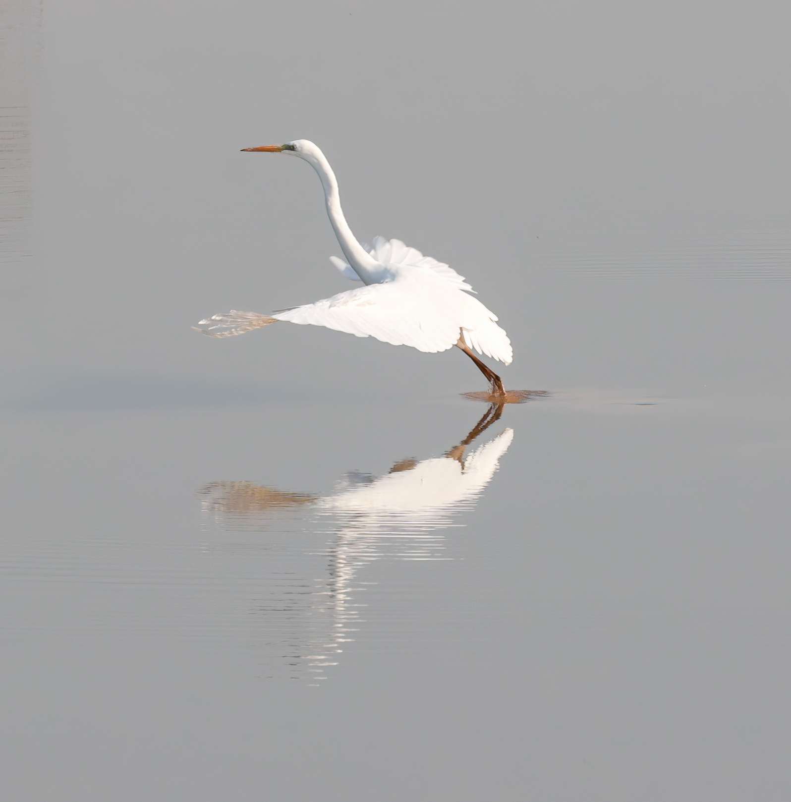 邂逅矜持，一场人与白鹭的诗意对话
