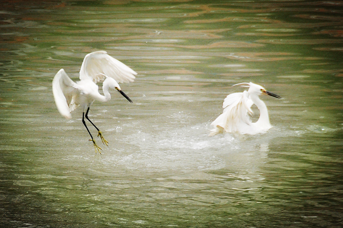 邂逅矜持，一场人与白鹭的诗意对话