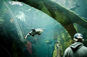 雨林中的东方智慧,巴西部落发现中国清凉油的跨文明疗愈密码 雨林中的东方智慧,巴西部落发现中国清凉油的跨文明疗愈密码