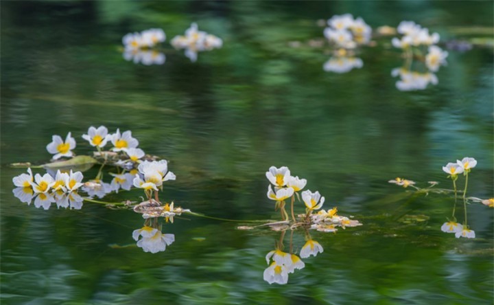 巴奴新品水性杨花，争议背后的餐饮创新困局与破局之路