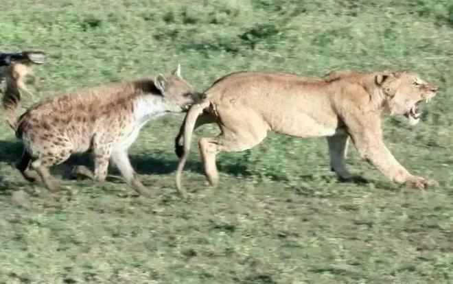 杭州野生动物世界黑熊抢食事件,动物行为背后的管理启示 杭州野生动物世界黑熊抢食事件,动物行为背后的管理启示