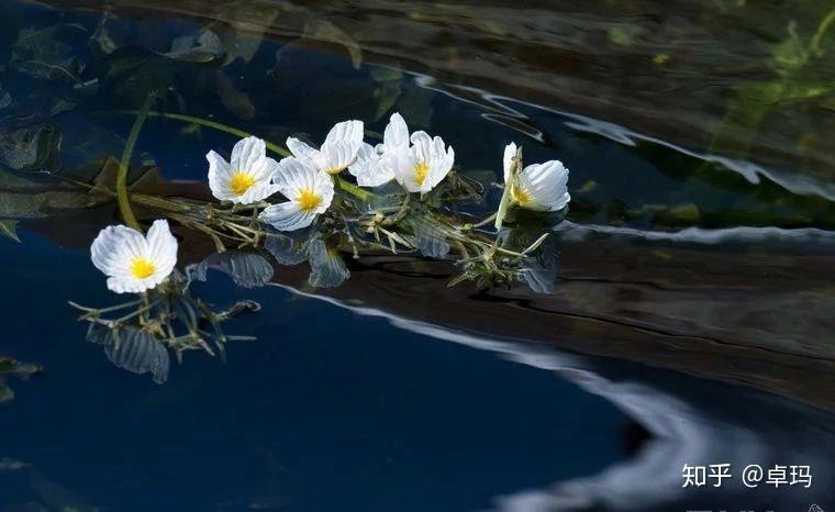 巴奴新品水性杨花,争议背后的餐饮创新困局与破局之路 巴奴新品水性杨花,争议背后的餐饮创新困局与破局之路