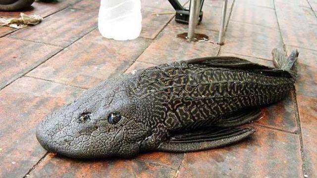 洋浦港迎来亚洲最大清道夫,海洋环保新里程碑 洋浦港迎来亚洲最大清道夫,海洋环保新里程碑