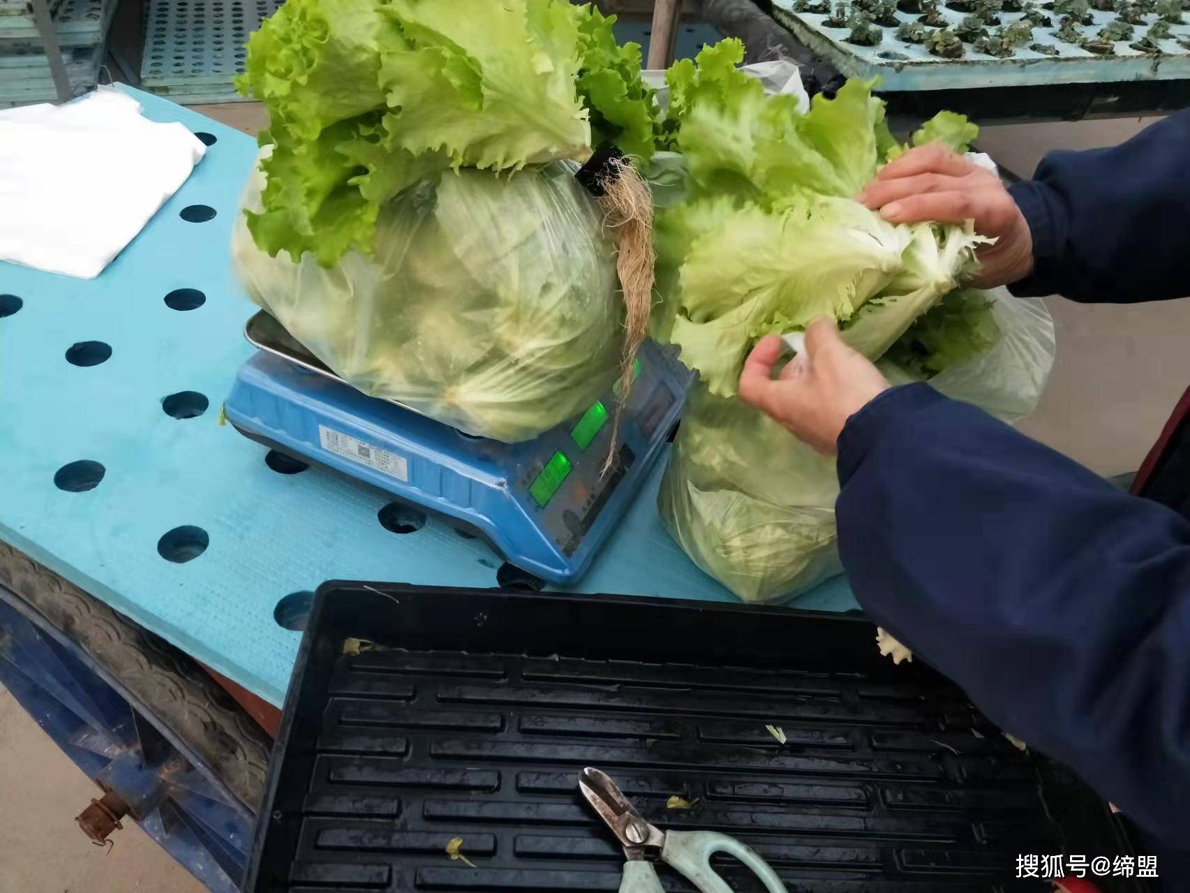 00后女生用科技种菜颠覆传统农业，水培蔬菜摊日销破千背后的新零售密码