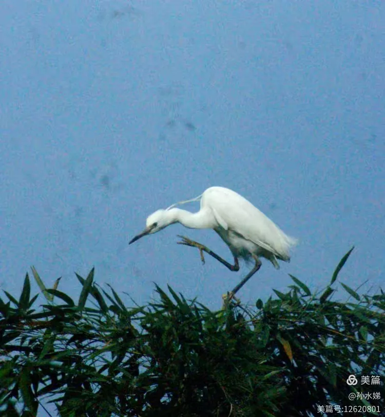 邂逅矜持，一场人与白鹭的诗意对话
