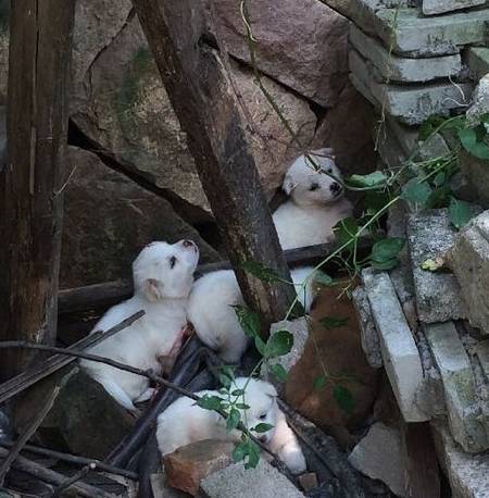 宿管摔死学生小猫事件,一场引发伦理反思的校园风波 宿管摔死学生小猫事件,一场引发伦理反思的校园风波