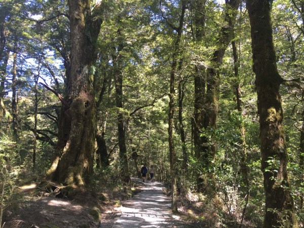 树洞里的春天，那些被遗忘的约定