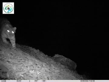 河西走廊惊现雪豹级影像，甘肃武威牧民河谷偶遇国家一级保护动物马麝