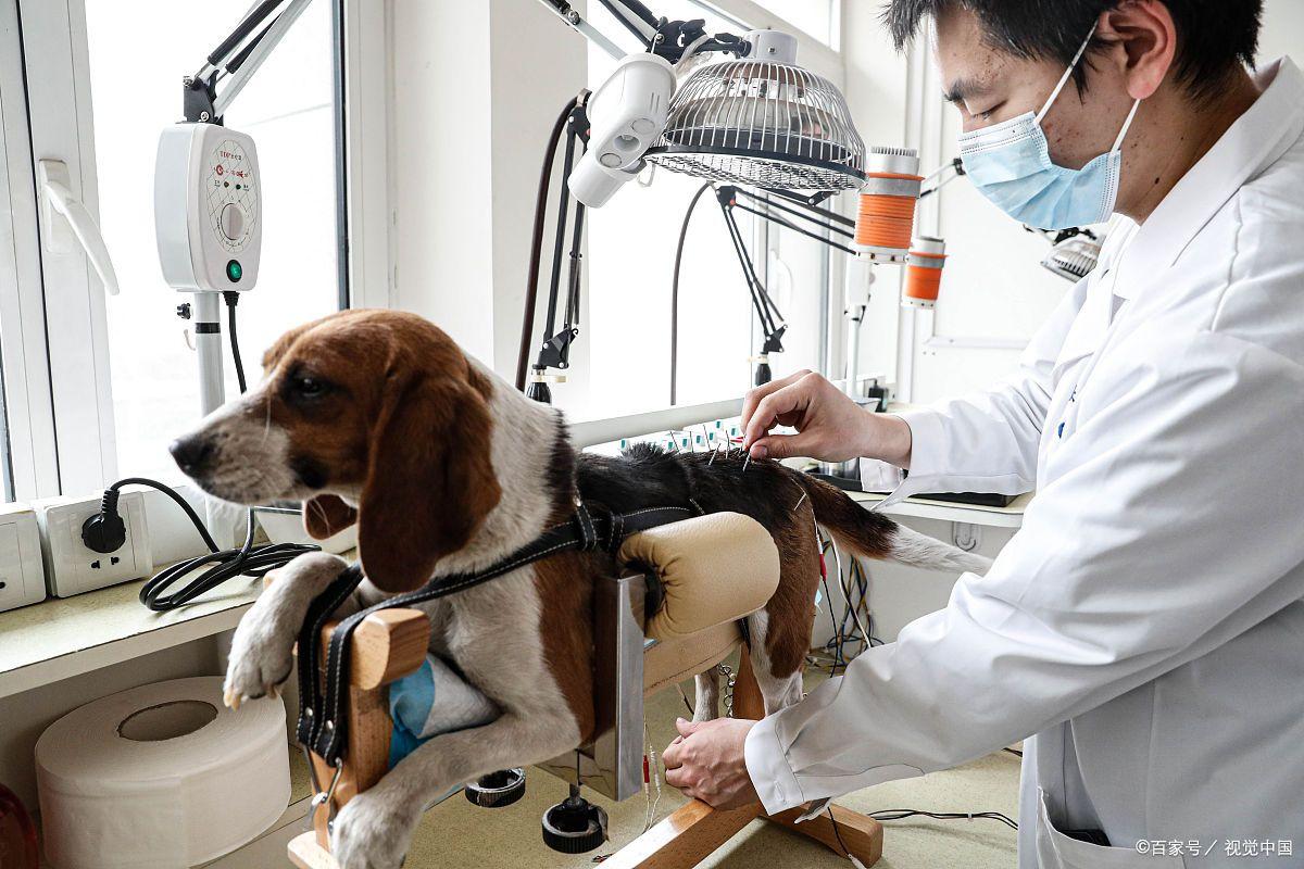 宠物诊疗权与居住权之争，杭州某小区文明冲突折射现代邻里关系困境