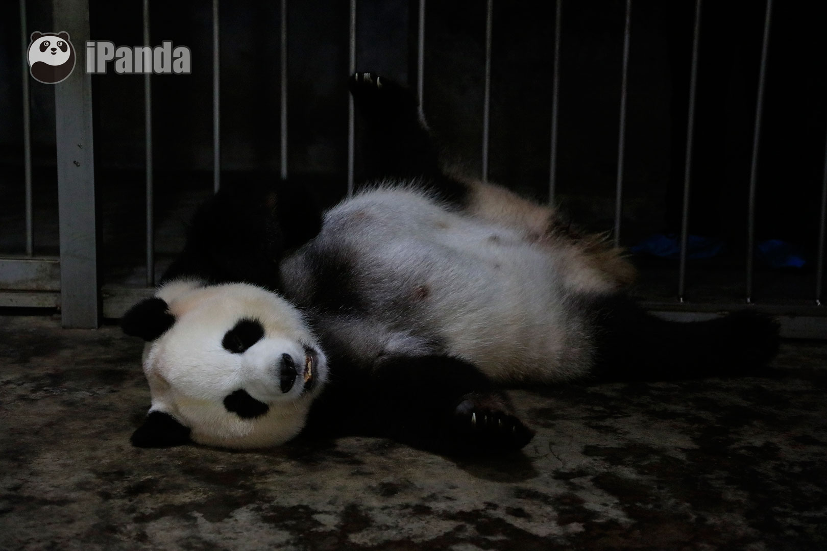 黑白团子们的春日野餐，熊猫宝宝们的躺平哲学