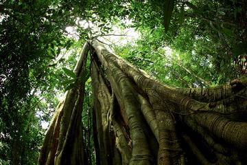 雨林中的东方智慧,巴西部落发现中国清凉油的跨文明疗愈密码 雨林中的东方智慧,巴西部落发现中国清凉油的跨文明疗愈密码